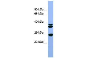 Fgf3 antibody used at 0. (FGF3 抗体  (C-Term))