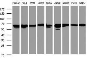 Image no. 2 for anti-Heat Shock 60kDa Protein 1 (Chaperonin) (HSPD1) antibody (ABIN1498530) (HSPD1 抗体)