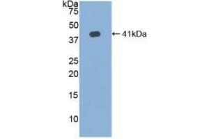 Detection of Recombinant HJV, Human using Polyclonal Antibody to Hemojuvelin (HJV) (HFE2 抗体  (AA 41-386))