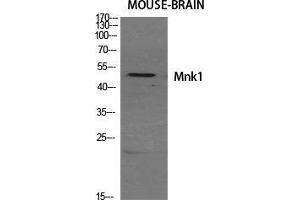 Western Blot (WB) analysis of specific cells using Mnk1 Polyclonal Antibody. (MKNK1 抗体  (Internal Region))