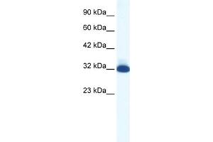 WB Suggested Anti-HTR1B Antibody Titration:  1. (5HT1B Receptor 抗体  (N-Term))