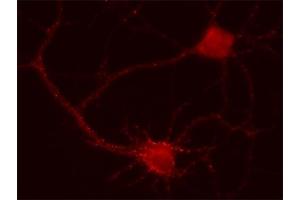 Immunocytochemistry (ICC) image for anti-gamma-aminobutyric Acid (GABA) A Receptor, alpha 2 (GABRA2) (AA 29-37) antibody (ABIN1742454)