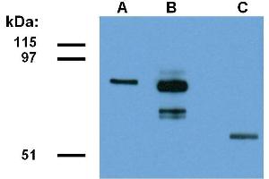 CCDC98 抗体  (AA 1-313)