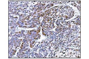 IHC analysis of Prolyl Endopeptidase/PREP using anti-Prolyl Endopeptidase/PREP antibody (ABIN7599118). (PREP 抗体  (AA 1-227))