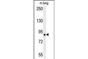 Western blot analysis in mouse lung tissue lysates (15ug/lane). (LRRC4B 抗体  (N-Term))