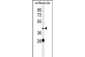 Western blot analysis in mouse Neuro-2a cell line lysates (35ug/lane). (Vasohibin 2 抗体  (C-Term))