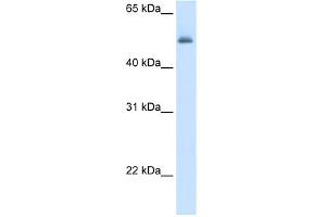 WB Suggested Anti-ASL Antibody Titration:  5. (ASL 抗体  (Middle Region))