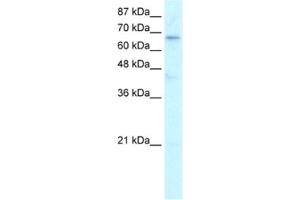 Western Blotting (WB) image for anti-Hairless (HR) antibody (ABIN2460609) (Hairless 抗体)