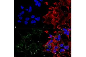 Immunocytochemistry/Immunofluorescence analysis using Mouse Anti-VGlut3 Monoclonal Antibody, Clone S34-34 . (SLC17A8 抗体  (AA 546-588) (HRP))