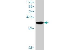 Western Blotting (WB) image for anti-Mitogen-Activated Protein Kinase 1 (MAPK1) (AA 261-360) antibody (ABIN562405)
