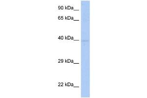 WB Suggested Anti-SDF4 Antibody Titration:  0. (SDF4 抗体  (Middle Region))