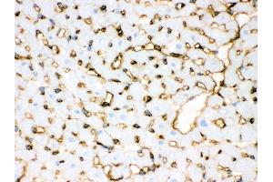 Anti- Annexin A3 Picoband antibody, IHC(F) IHC(F): Rat Cardiac Muscle Tissue (Annexin A3 抗体  (Middle Region))
