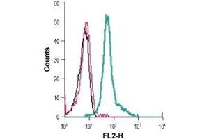 Cell surface detection of KV1. (KCNA3 抗体  (Extracellular) (PE))