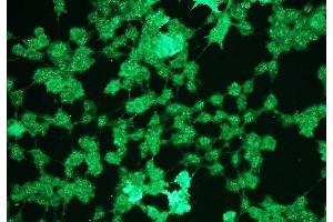 Immunofluorescence (IF) image for anti-Mitogen-Activated Protein Kinase 1/3 (MAPK1/3) (phosphospecific) antibody (ABIN870327) (ERK1/2 抗体  (phosphospecific))