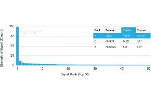 Analysis of Protein Array containing more than 19,000 full-length human proteins using CD22-Monospecific Mouse Monoclonal Antibody (BLCAM/1795) Z- and S- Score: The Z-score represents the strength of a signal that a monoclonal antibody (MAb) (in combination with a fluorescently-tagged anti-IgG secondary antibody) produces when binding to a particular protein on the HuProtTM array. (CD22 抗体  (AA 52-178))