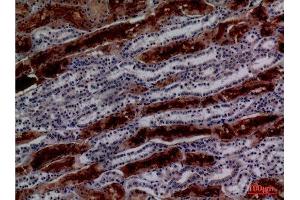 Immunohistochemistry (IHC) analysis of paraffin-embedded Human Kidney, antibody was diluted at 1:100. (GGT1 抗体  (N-Term))