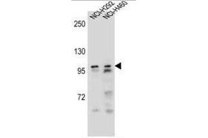 AR Antibody (Center) western blot analysis in NCI-H292,NCI-H460 cell line lysates (35µg/lane). (Androgen Receptor 抗体  (Middle Region))