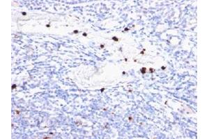 Immunohistochemical staining (Formalin-fixed paraffin-embedded sections) of human tonsil with MYADM monoclonal antibody, clone MYADM/972 . (MYADM 抗体)