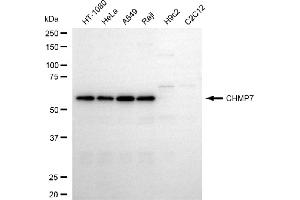 anti-CHMP Family, Member 7 (CHMP7) antibody