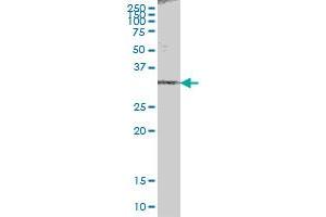 ACBD6 MaxPab polyclonal antibody. (ACBD6 抗体  (AA 1-282))