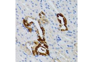 Immunohistochemistry of paraffin-embedded mouse kidney using GRB2 antibody. (GRB2 抗体  (AA 1-217))