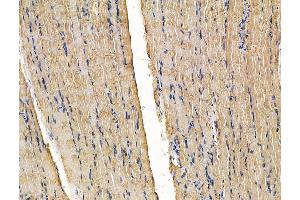 ABIN7096262 and ABIN7100324 at 1/100 staining rat muscle tissue by IHC-P.