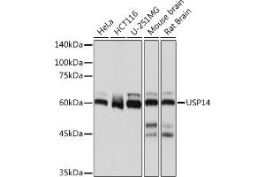 Western blot analysis of extracts of various cell lines, using USP14 Rabbit mAb (ABIN7271143) at 1:1000 dilution. (USP14 抗体)