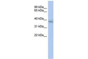 Image no. 1 for anti-Kelch Domain Containing 8B (KLHDC8B) (N-Term) antibody (ABIN6743474) (KLHDC8B 抗体  (N-Term))
