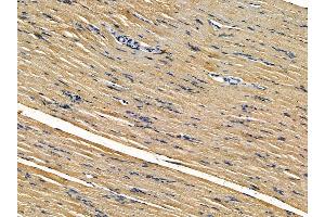ABIN7095504 and ABIN7099561 at 1/100 staining rat muscle tissue by IHC-P. (VMP1 抗体)