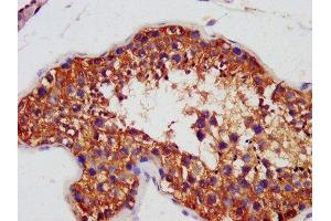 IHC image of ABIN7144472 diluted at 1:1400 and staining in paraffin-embedded human testis tissue performed on a Leica BondTM system. (AIF 抗体  (AA 103-612))