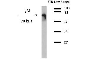 Western blotting detection (reducing conditions) of IgM in human plasma using anti-human IgM (CH2) peroxidase conjugate. (小鼠 anti-人 IgM Antibody (HRP))