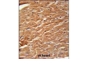 COPZ2 Antibody immunohistochemistry analysis in formalin fixed and paraffin embedded mouse heart tissue followed by peroxidase conjugation of the secondary antibody and DAB staining. (COPZ2 抗体  (C-Term))