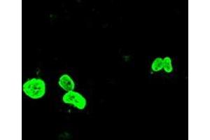 Anti-FOXA1 mouse monoclonal antibody (ABIN2452239) immunofluorescent staining of COS7 cells transiently transfected by pCMV6-ENTRY FOXA1 (RC206045). (FOXA1 抗体  (AA 1-473))