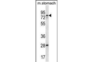 Western blot analysis in mouse stomach tissue lysates (35ug/lane). (WBSCR17 抗体  (C-Term))
