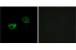 Immunofluorescence (IF) image for anti-Melatonin Receptor 1A (MTNR1A) (AA 191-240) antibody (ABIN2890902) (Melatonin Receptor 1A 抗体  (AA 191-240))