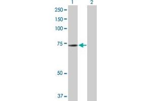 Western Blot analysis of NRBP1 expression in transfected 293T cell line by NRBP1 MaxPab polyclonal antibody. (NRBP1 抗体  (AA 1-535))
