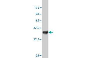 Western Blot detection against Immunogen (36. (NDST3 抗体  (AA 162-259))
