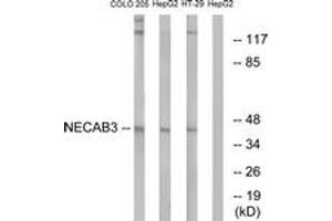 Western blot analysis of extracts from HepG2/COLO/HT-29 cells, using NECAB3 Antibody. (NECAB3 抗体  (AA 321-370))