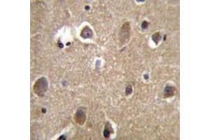 Immunohistochemistry analysis in human brain tissue (Formalin-fixed, Paraffin-embedded) using MRPL9 Antibody (N-tem), followed by peroxidase conjugated secondary antibody and DAB staining. (MRPL9 抗体  (N-Term))