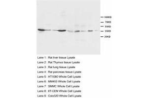 Image no. 1 for anti-Hematopoietically Expressed Homeobox (HHEX) (AA 24-39) antibody (ABIN1495424) (HHEX 抗体  (AA 24-39))