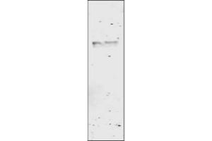 Image no. 1 for anti-Glutathione S Transferase (GST) antibody (ABIN226631) (GST 抗体)