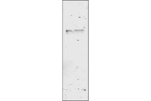 Image no. 1 for anti-Glutathione S Transferase (GST) antibody (ABIN226631) (GST 抗体)