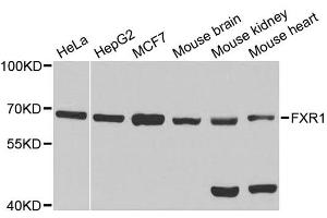 Western blot analysis of extracts of various cell lines, using FXR1 antibody. (FXR1 抗体  (AA 250-350))