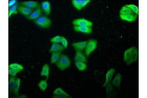 Immunofluorescence staining of HepG2 cells with ABIN7154847 at 1:100, counter-stained with DAPI. (HSPA1L 抗体  (AA 420-641))