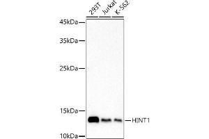 Western blot analysis of extracts of various cell lines, using HINT1 antibody (ABIN7267663) at 1:1000 dilution. (HINT1 抗体)