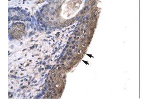 Image no. 1 for anti-Ring Finger Protein, LIM Domain Interacting (RLIM) (AA 532-581) antibody (ABIN6735780) (RLIM 抗体  (AA 532-581))