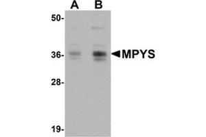 Western Blotting (WB) image for anti-Transmembrane Protein 173 (TMEM173) (C-Term) antibody (ABIN1030523) (STING/TMEM173 抗体  (C-Term))