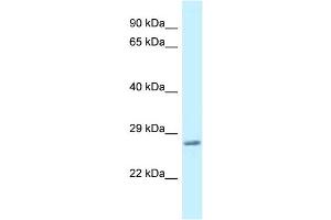WB Suggested Anti-Vamp7 Antibody   Titration: 1. (VAMP7 抗体  (C-Term))