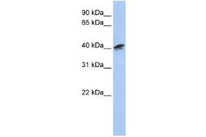 Western Blotting (WB) image for anti-Alpha Centractin (ACTR1A) antibody (ABIN2460043) (ACTR1A 抗体)