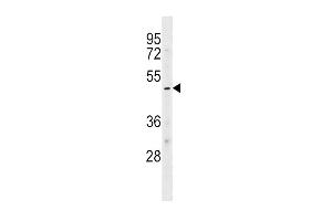 KCNJ10 Antibody (Center) (ABIN1538058 and ABIN2848869) western blot analysis in HL-60 cell line lysates (35 μg/lane). (KCNJ10 抗体  (AA 203-230))